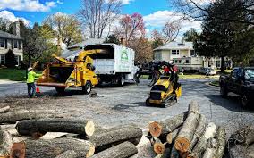 Best Commercial Tree Services  in Stafford Courthouse, VA