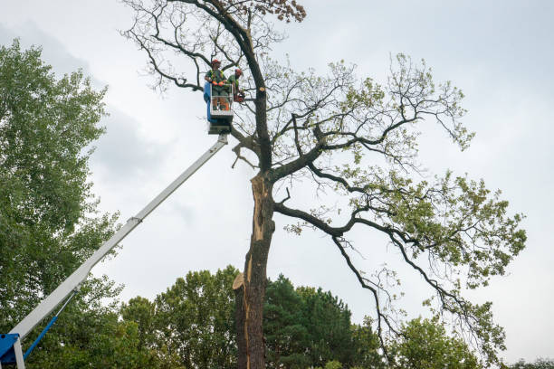 Trusted Stafford Courthouse, VA Tree Care Experts